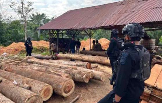 Ahirnya: DPO, Wanita perusak hutan dan Pemodal Sawmill Ilegal Ditangkap Ditreskrimsus Polda Riau